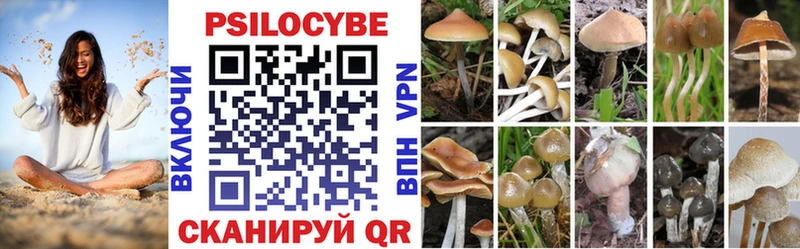 Купить  Мещовск  Галлюциногенные грибы Psilocybe 